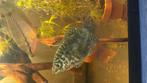 Goeramis te koop, Dieren en Toebehoren, Vis