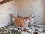 Koppeltje tortelduiven, Dieren en Toebehoren, Vogels | Duiven, Meerdere dieren, Tortelduif