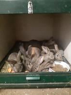 Jonge Deutse Reus maal Lotharinger, Dieren en Toebehoren, Konijnen, Meerdere dieren, Groot, 0 tot 2 jaar