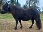 Te koop Shetlander merrie + 3 shetlander hengstveulens, Merrie, A pony (tot 1.17m), 3 tot 6 jaar, Onbeleerd