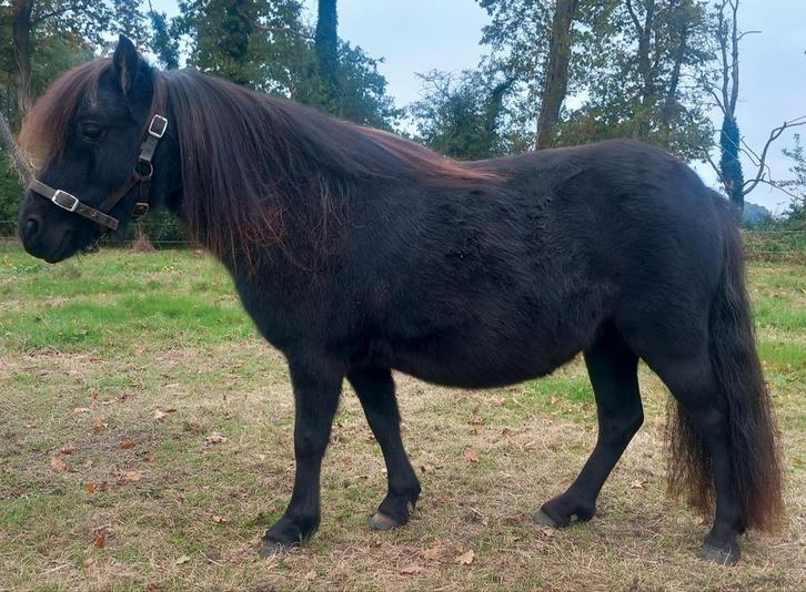 Te koop Shetlander merrie + 3 shetlander hengstveulens, Dieren en Toebehoren, Pony's, Merrie, Onbeleerd, A pony (tot 1.17m), Recreatiepony