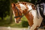 Leuke C-pony te koop, Dieren en Toebehoren, Pony's, 11 jaar of ouder, Recreatiepony, Merrie, Gechipt
