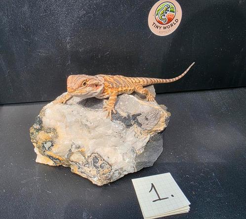Jonge baardagamen 1.0, Dieren en Toebehoren, Reptielen en Amfibieën