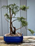 Bonsai, erg mooie leylandii drieling, In pot, Minder dan 100 cm, Halfschaduw, Ophalen of Verzenden