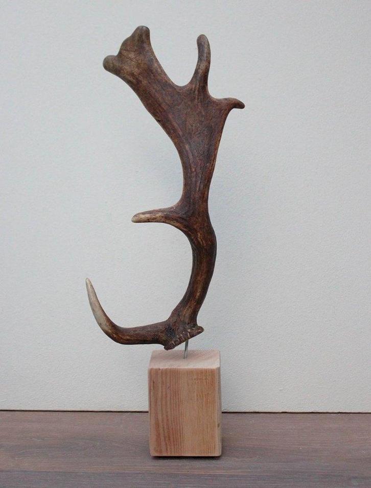 DAMHERT GEWEI op houten sokkel - ref. F, Verzamelen, Dierenverzamelingen, Nieuw, Gewei of Kop, Hert, Ophalen of Verzenden