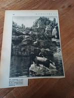 Knipsel zeeleeuwen diergaarde Blijdorp Rotterdam 1931, Verzamelen, Ophalen of Verzenden, Gebruikt