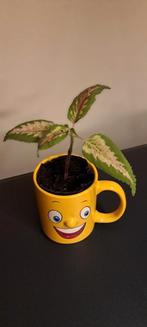 Mok met funny gezicht& tekst met coleusplant, mooie bladeren, Ophalen of Verzenden, Halfschaduw, Minder dan 100 cm