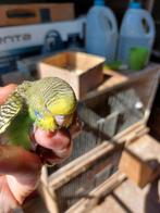 BABY ENGELSEPARKIET TE KOOP, Dwergpapegaai of Agapornis, Tam
