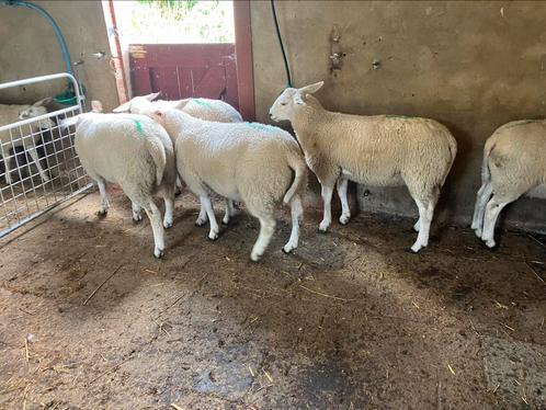 Mooie stamboek swifter dekrammen, Dieren en Toebehoren, Schapen, Geiten en Varkens, Schaap, Mannelijk, 0 tot 2 jaar