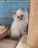 Ragdoll kittens met stamboom, Dieren en Toebehoren, Katten en Kittens | Raskatten | Langhaar, Meerdere dieren, Gechipt, 0 tot 2 jaar