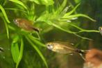 1x koperzalm/hasemania nana/silver tip tetra, Dieren en Toebehoren, Vissen | Aquariumvissen, Vis, Zoetwatervis, Schoolvis