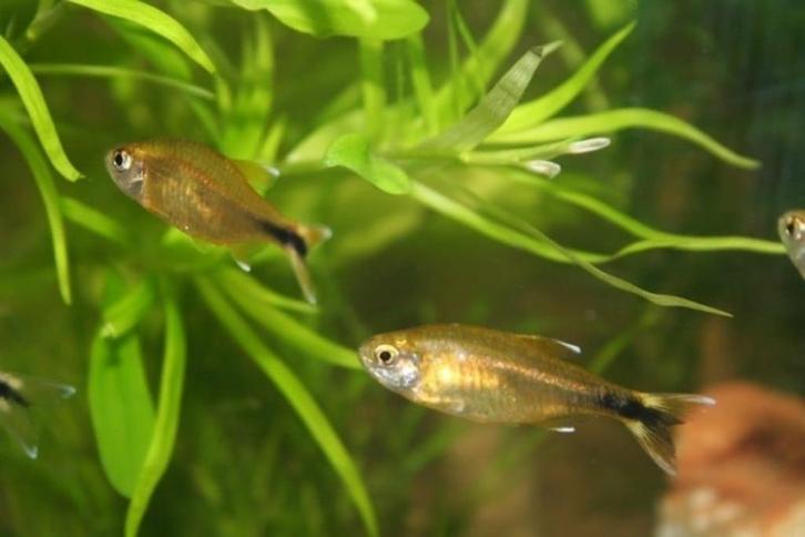 1x koperzalm/hasemania nana/silver tip tetra, Dieren en Toebehoren, Vissen | Aquariumvissen, Zoetwatervis, Vis, Schoolvis