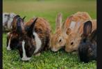 Te koop: slachtkonijnen, Meerdere dieren, Middelgroot, 0 tot 2 jaar