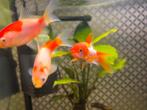 Drie goudvissen, Dieren en Toebehoren, Vissen | Aquariumvissen, Vis, Zoetwatervis, Schoolvis