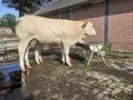 Stier 7 maanden oud., Dieren en Toebehoren, Mannelijk