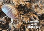 Porcellio laevis 'Milkback', Overige soorten