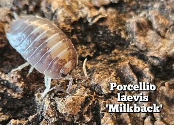 Porcellio laevis 'Milkback' beschikbaar voor biedingen