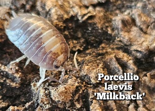 Porcellio laevis 'Milkback', Dieren en Toebehoren, Insecten en Spinnen, Overige soorten