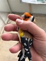 3 mayor wildkleur kweekmannen 2023/2024, Dieren en Toebehoren, Vogels | Overige Vogels, Mannelijk, Wildzangvogel