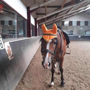 Oornetje paarden, naar eigen wens gemaakt! beschikbaar voor biedingen
