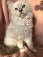 Sociaal lief en prachtig Pers x Ragdoll kittens, Meerdere dieren, Ontwormd, 0 tot 2 jaar