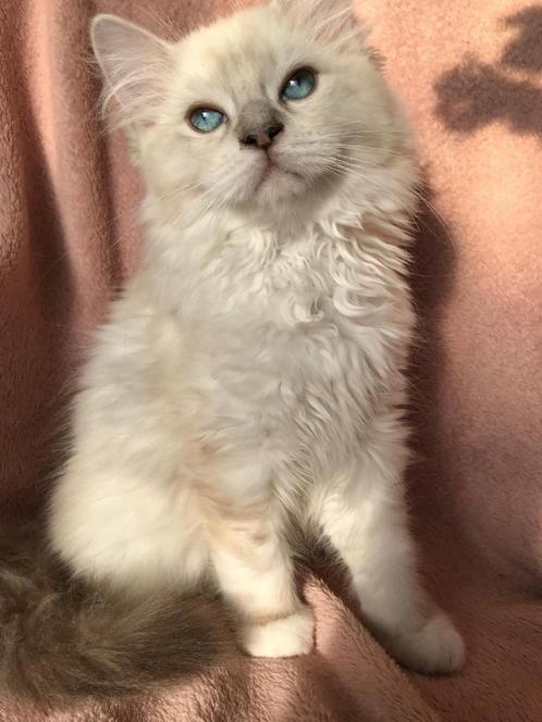Sociaal lief en prachtig Pers x Ragdoll kittens, Dieren en Toebehoren, Katten en Kittens | Raskatten | Langhaar, Meerdere dieren