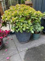 Crassula (Jade plant) zonder buitenpot, Ophalen, Vaste plant, Overige soorten, Volle zon