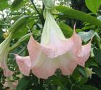 Gewortelde Brugmansia stekken – roze bloem, Tuin en Terras, Planten | Tuinplanten, Ophalen of Verzenden, Zomer, Overige soorten