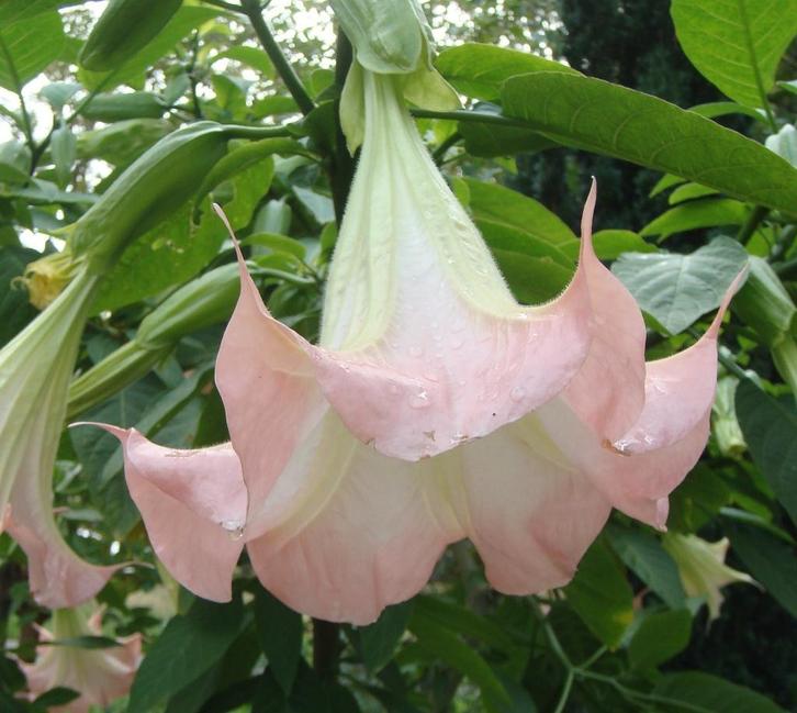 Gewortelde Brugmansia stekken – roze bloem, Tuin en Terras, Planten | Tuinplanten, Overige soorten, Halfschaduw, Zomer, Ophalen of Verzenden