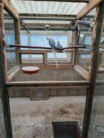 HALSBANDPARKIETEN, Dieren en Toebehoren, Vogels | Parkieten en Papegaaien, Meerdere dieren, Parkiet, Geringd