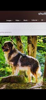 Ik zoek een kraski herder pup, Nederland, 8 tot 15 weken, Teef, Eén hond
