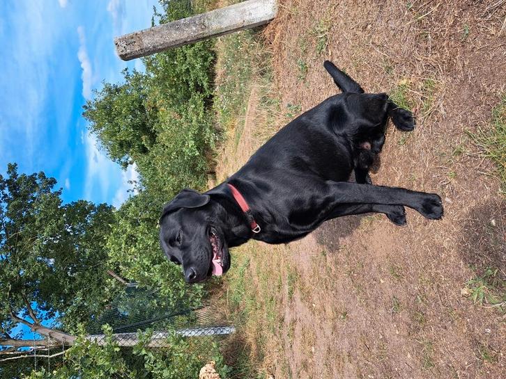 Dekreu Labrador, Dieren en Toebehoren, Honden | Dekreuen, Reu, Particulier, Eén hond, Nederland, 1 tot 2 jaar