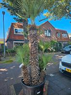 ACTIE: Grote multistam Chamaerops Humulis: €350, 100 tot 250 cm, Zomer, Palmboom, Ophalen