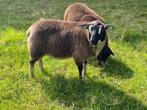 Bijzonder gekleurde Swifter dekram met dassenkopaftekening, Dieren en Toebehoren, Mannelijk, Schaap, 0 tot 2 jaar