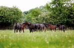 Gezocht: opfok weiland, Opfok, 4 paarden of pony's of meer