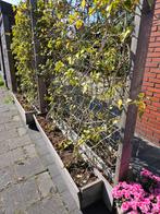 Klimop (in 2 verrijdbare bakken) GRATIS, Tuin en Terras, Planten | Bomen, Ophalen, Halfschaduw, Overige soorten, 100 tot 250 cm