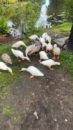 Jonge witte loopeenden te koop!, Meerdere dieren, Eend