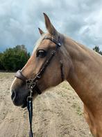 Nalanta hoofdstel - bruin, maat cob, Dieren en Toebehoren, Ophalen of Verzenden, Gebruikt