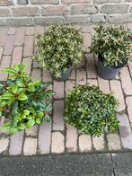 Mooie dwerg rhododendron, Tuin en Terras, Vaste plant, Halfschaduw, Lente, Ophalen