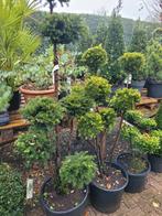 Taxus vormsnoei, Ophalen, Bloeit niet, Halfschaduw, Overige soorten