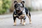 Fluffy Franse bulldog pups, Dieren en Toebehoren, Honden | Bulldogs, Pinschers en Molossers, Particulier, Meerdere, Bulldog, 8 tot 15 weken
