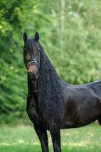 Mooie rastypische 14 jarige ster + Sport merrie volpapier, Dieren en Toebehoren, Merrie, Z, Gechipt, Dressuurpaard