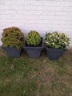 3 Planten in kunststof potten, Kunststof, Minder dan 60 cm, Zo goed als nieuw, Ophalen