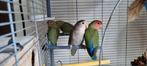 Jonge Agapornis te koop, Geslacht onbekend, Dwergpapegaai of Agapornis
