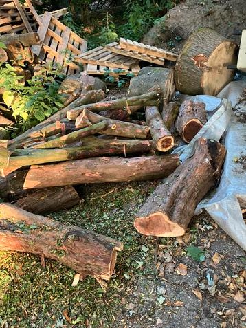 Divers haardhout 25,- per kuub beschikbaar voor biedingen