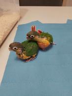Tamme baby Purryhas, Geslacht onbekend, Parkiet, Geringd