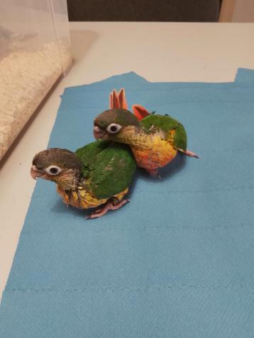Tamme baby Purryhas  beschikbaar voor biedingen