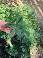 Sedum herbstfreude hemelsleutel €1 vaste plant, Tuin en Terras, Ophalen, Zomer, Overige soorten, Volle zon