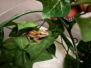 Gargoyle gekko- Rhacodactylus Auriculatus beschikbaar voor biedingen