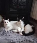 2 lieve katers mattie en marley zoeken goed huisje, Dieren en Toebehoren, Katten en Kittens | Overige Katten, Kater